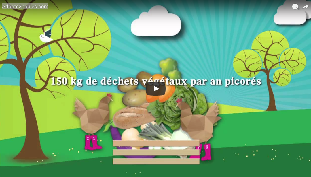 Vidéo pour l'adoption de poules par C'est d'Ici communication santé à Bordeaux